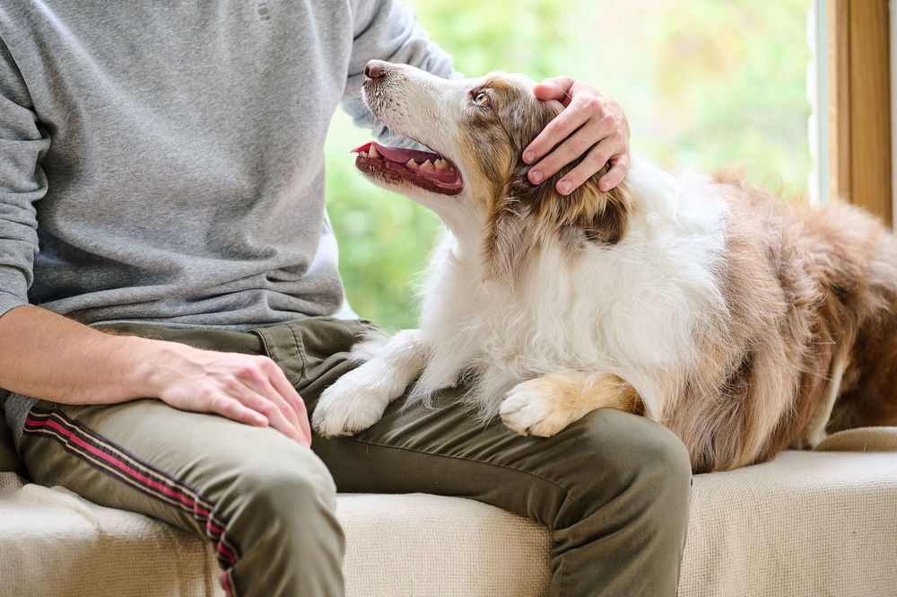 Stress and anxiety in dogs signs and solutions Beaphar